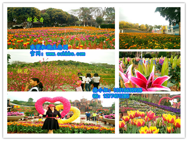 百花欣赏_副本.jpg