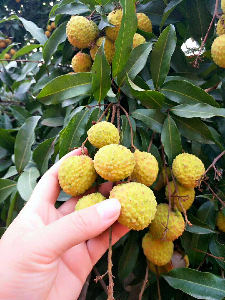 端午节粽子免费吃！松山湖生态园团建野炊粽子荔枝免费送
